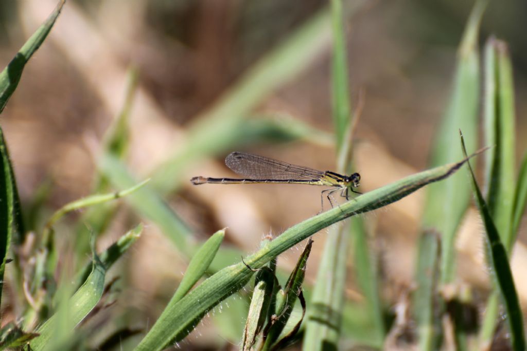 Ischnura elegans:  maschi e femmine